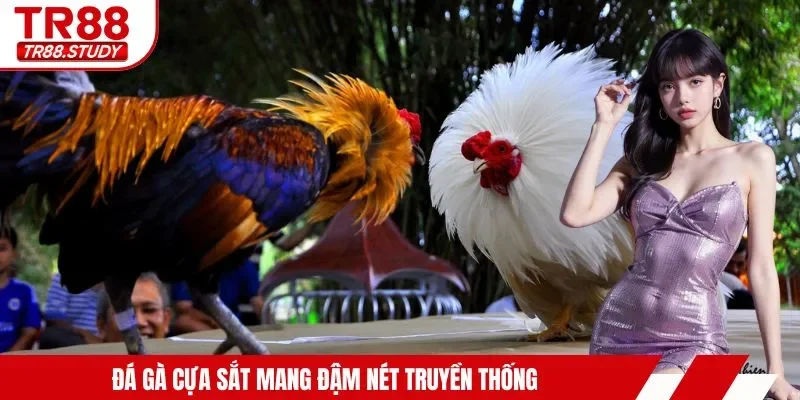 Đá gà cựa sắt mang đậm nét truyền thống