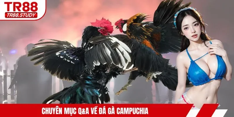 Chuyên mục Q&A về Đá gà Campuchia